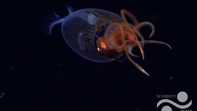 colossal-squid.jpg 