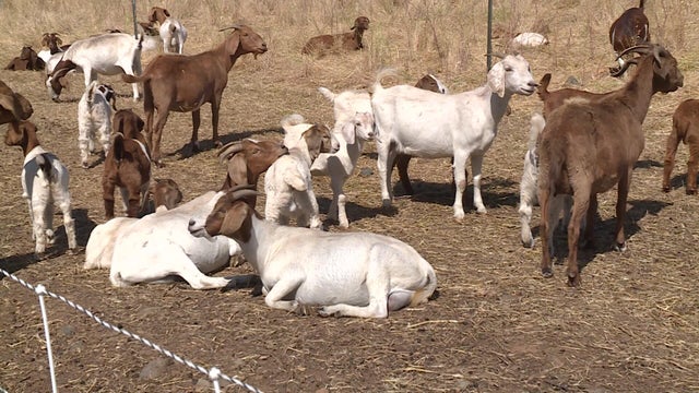 goats-kmaxdhrn.jpg 